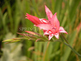 Gladiolus pappeii [Sz:100 mm]