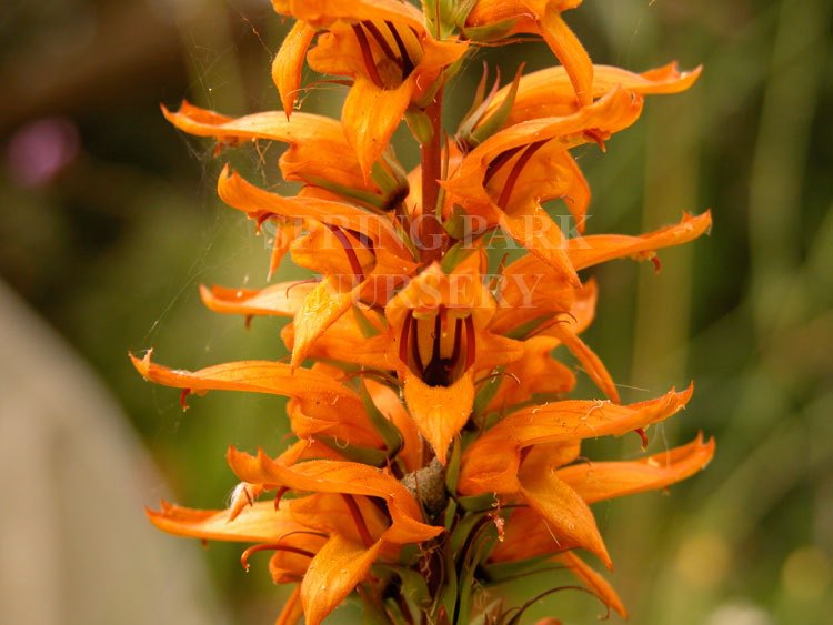 Digitalis canariensis [Sz:100 mm]