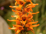 Digitalis canariensis [Sz:100 mm]