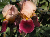 Bearded Iris 'Bruno' [Sz:100 mm]