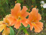 Mimulus aurantiacus Orange Form [Sz:100 mm]