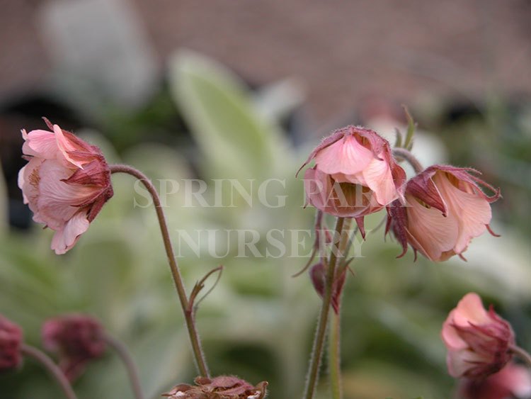 Geum 'Leonards Variety' [Sz:100 mm]