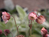 Geum 'Leonards Variety' [Sz:100 mm]