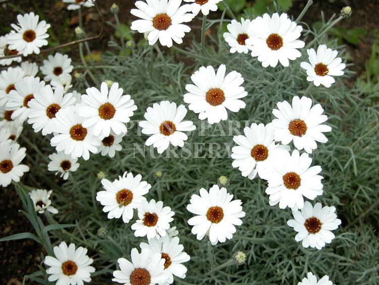 Rhodanthemum 'African Eyes' [Sz:100 mm]