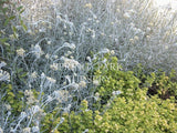 Helichrysum italicum [Sz:100 mm]