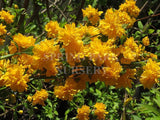 Kerria japonica 'Pleniflora' [Sz:100 mm]