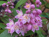 Deutzia x hybrida 'Magicien' [Sz:100 mm]