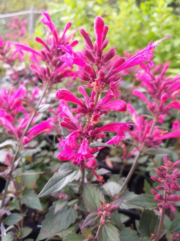 Agastache 'Morello' [Sz:100 mm]