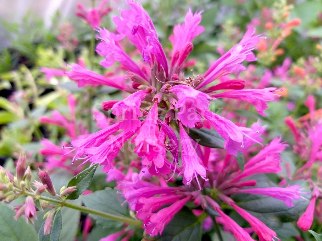 Agastache 'Morello' [Sz:100 mm]