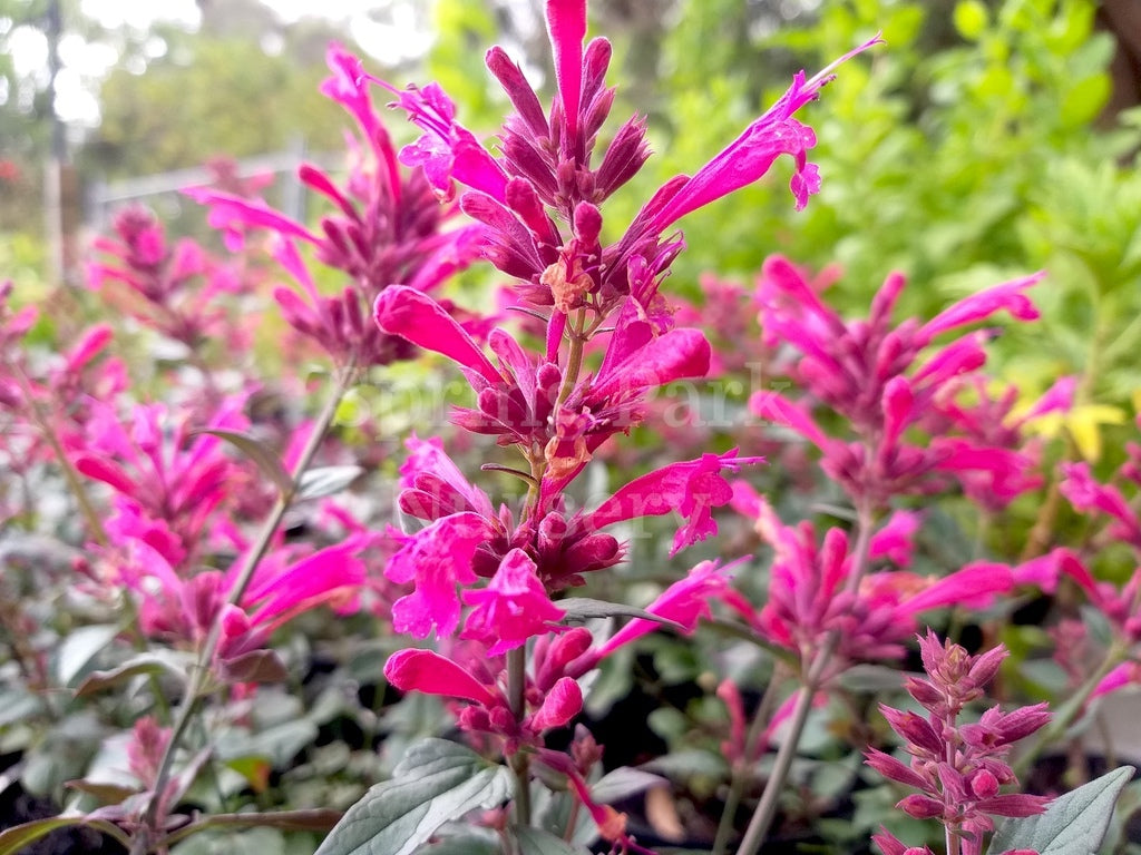 Agastache 'Morello' [Sz:100 mm]