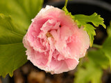 Hibiscus syriacus Double Pink [Sz:100 mm]