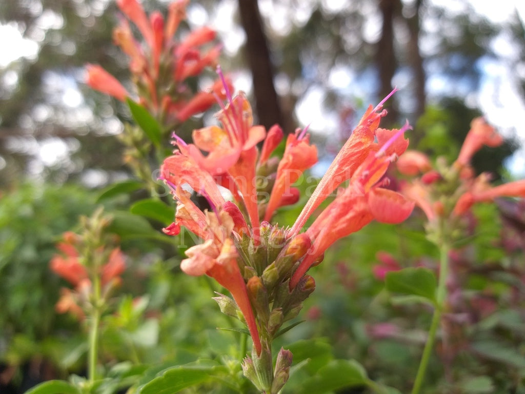 Agastache 'Poquito Orange' [Sz:100 mm]