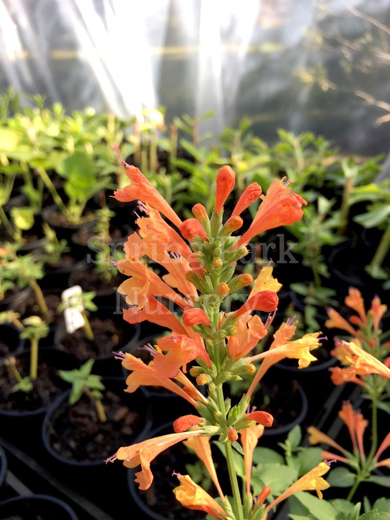 Agastache 'Poquito Orange' [Sz:100 mm]