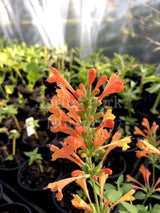 Agastache 'Poquito Orange' [Sz:100 mm]