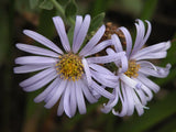 Aster x frikartii 'Jungfrau' [Sz:100 mm]