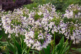 Agapanthus 'Fireworks' [Sz:100 mm]