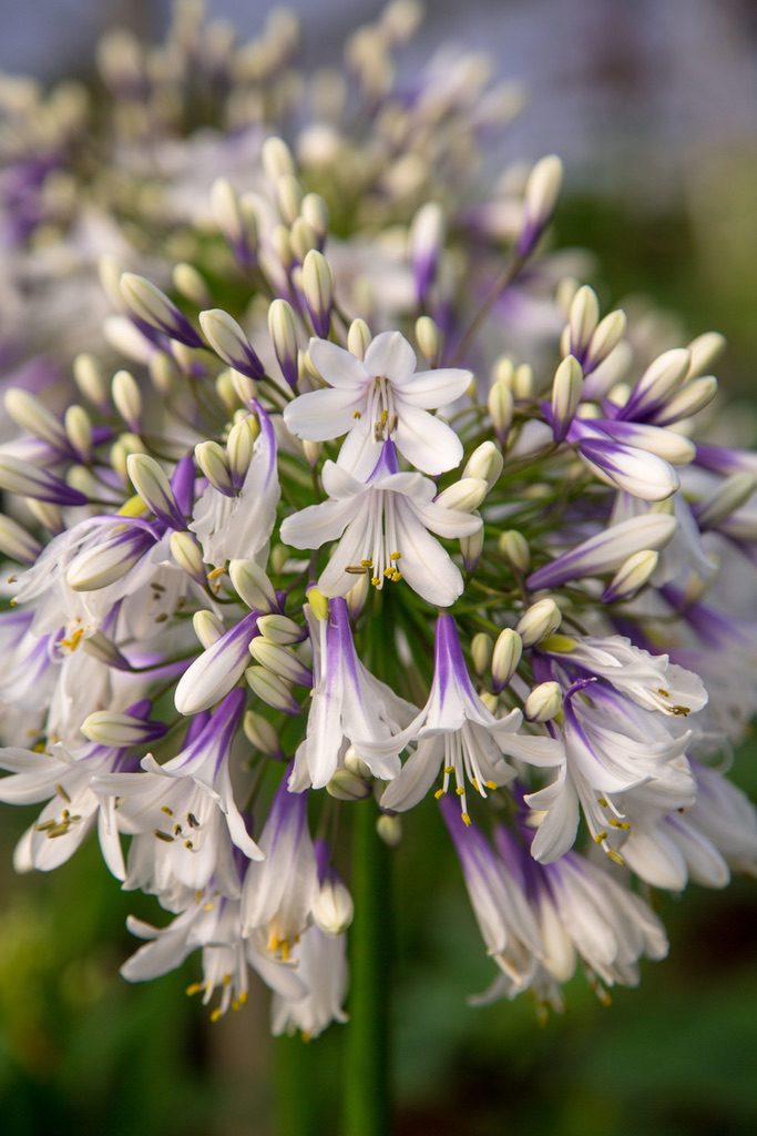 Agapanthus 'Fireworks' [Sz:100 mm]