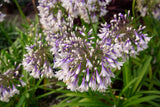 Agapanthus 'Fireworks' [Sz:100 mm]