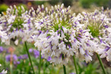 Agapanthus 'Fireworks' [Sz:100 mm]