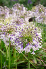 Agapanthus 'Fireworks' [Sz:100 mm]