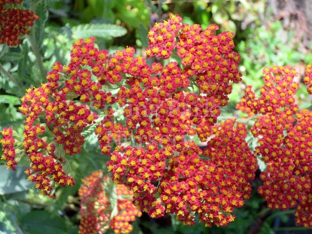 Achillea 'The Beacon' [Sz:100 mm]