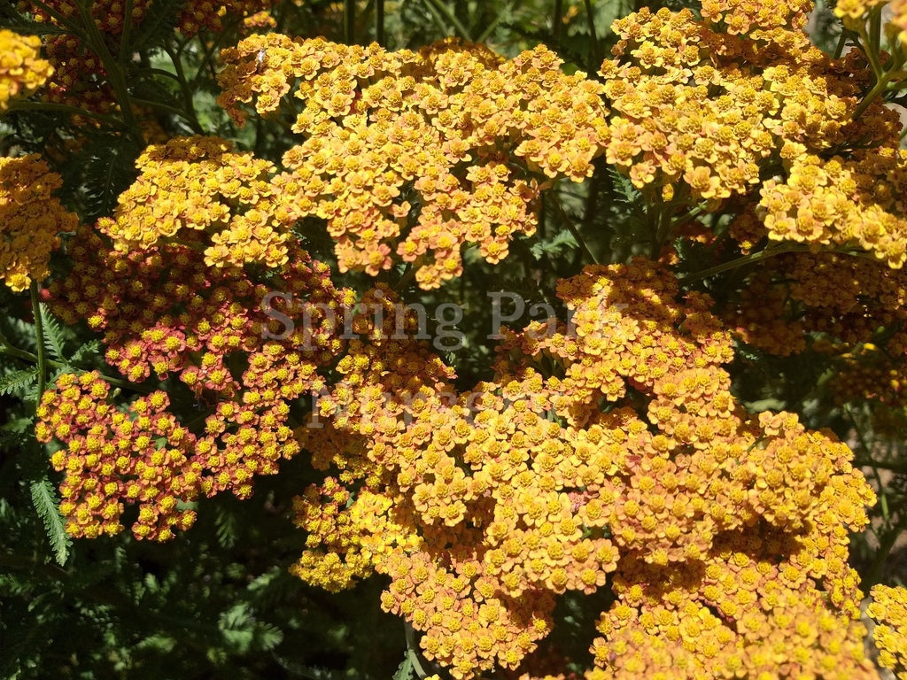 Achillea 'The Beacon' [Sz:100 mm]