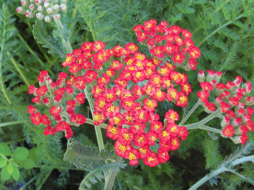 Achillea 'The Beacon' [Sz:100 mm]