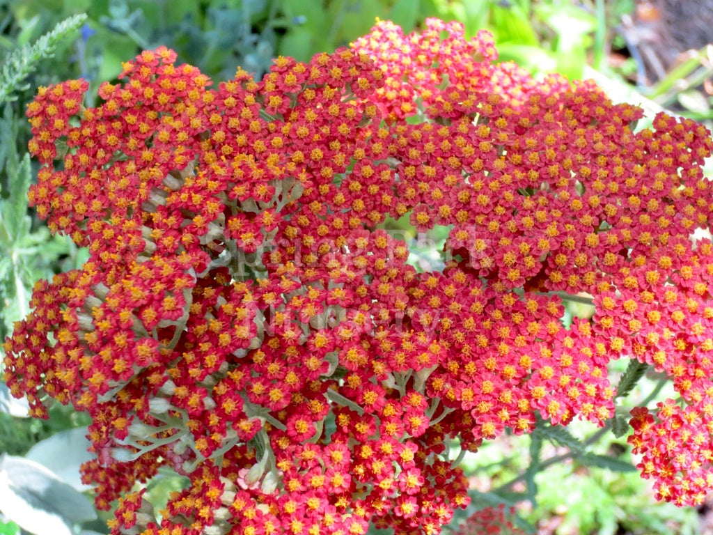 Achillea 'The Beacon' [Sz:100 mm]