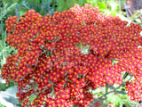 Achillea 'The Beacon' [Sz:100 mm]