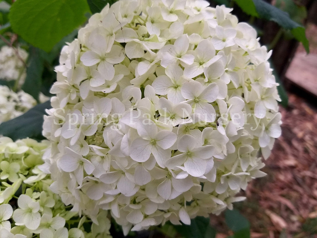 Hydrangea arborescens 'Annabelle' [Sz:100 mm]