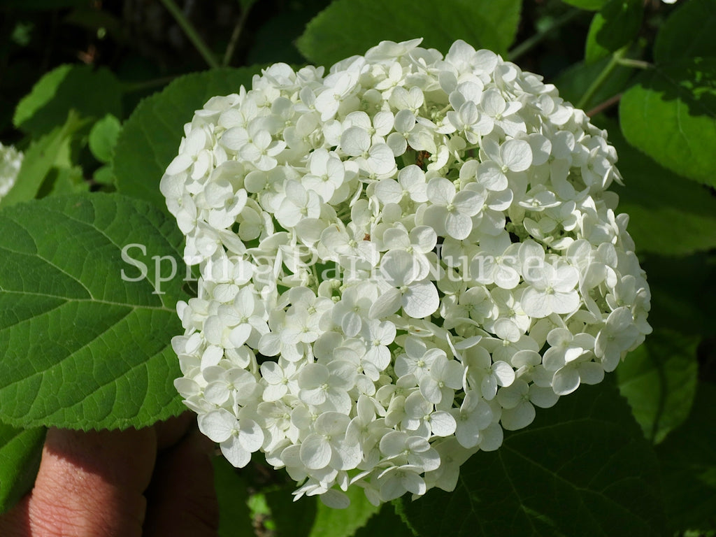 Hydrangea arborescens 'Annabelle' [Sz:100 mm]