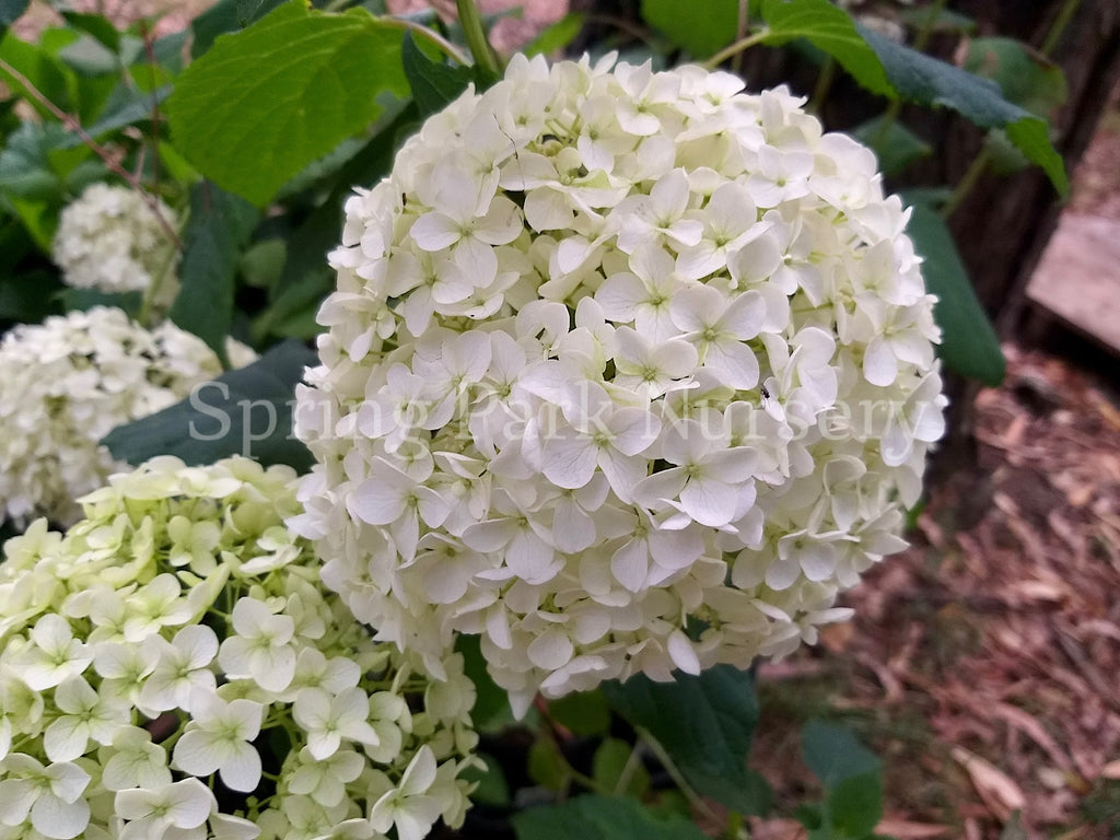 Hydrangea arborescens 'Annabelle' [Sz:100 mm]