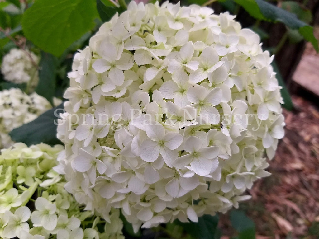 Hydrangea arborescens 'Annabelle' [Sz:100 mm]