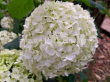 Hydrangea arborescens 'Annabelle' [Sz:100 mm]