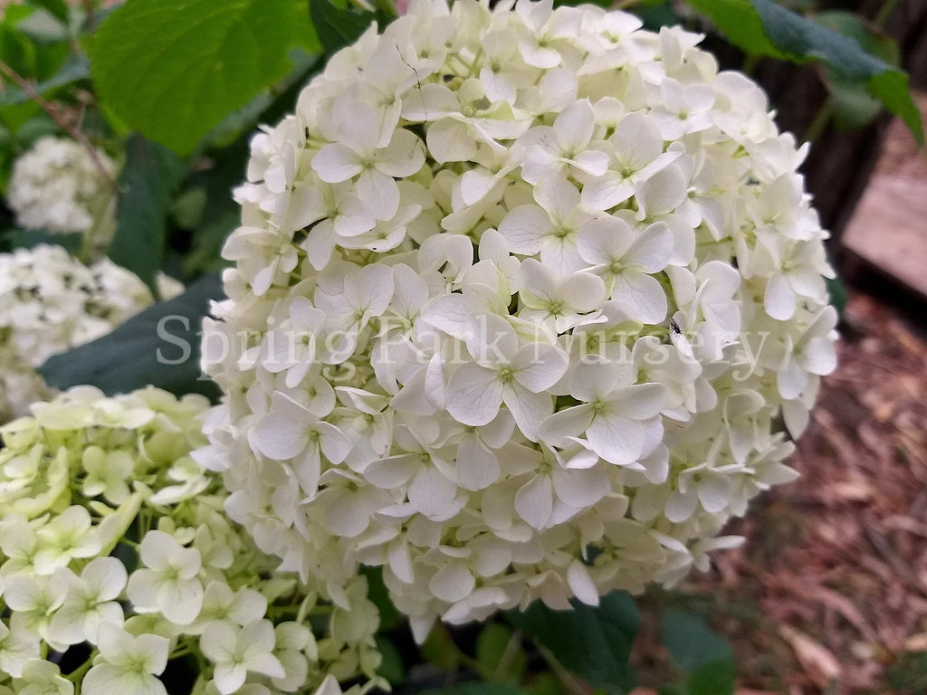 Hydrangea arborescens 'Annabelle' [Sz:100 mm]