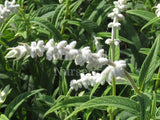 Salvia leucantha 'Velour White' [Sz:100 mm]