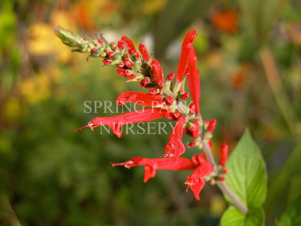 Salvia elegans 'Honey Melon' [Sz:100 mm]