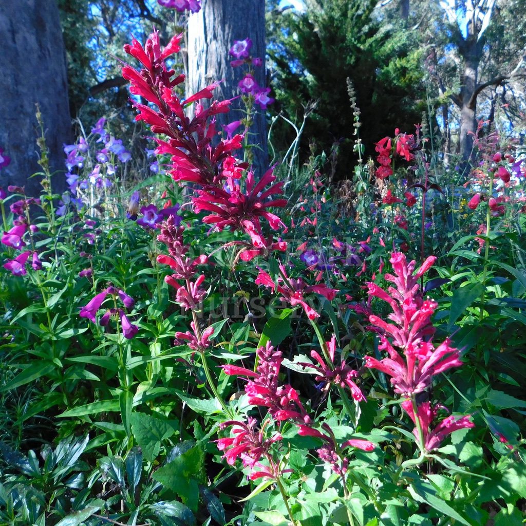 Agastache 'Raspberry Nectar' [Sz:100 mm]