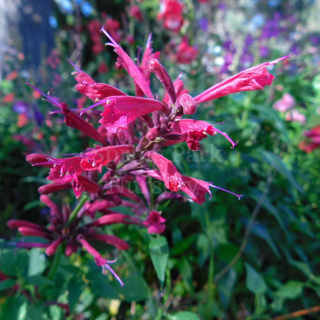 Agastache 'Raspberry Nectar' [Sz:100 mm]