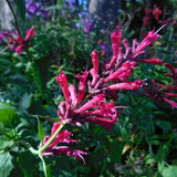 Agastache 'Raspberry Nectar' [Sz:100 mm]