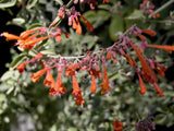 Agastache aurantiaca [Sz:100 mm]