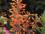 Agastache aurantiaca [Sz:100 mm]