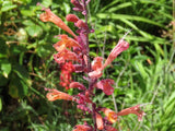 Agastache aurantiaca [Sz:100 mm]