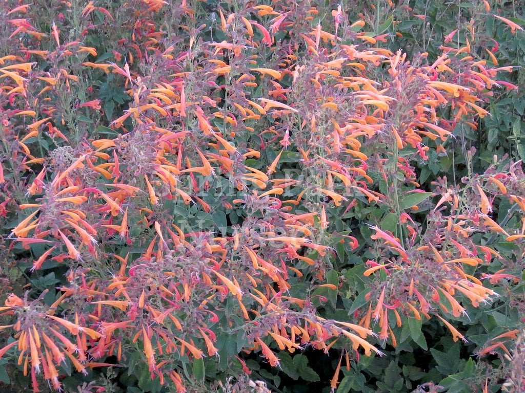 Agastache 'Tango' [Sz:100 mm]