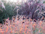 Agastache 'Tango' [Sz:100 mm]