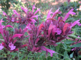 Agastache mexicana [Sz:100 mm]