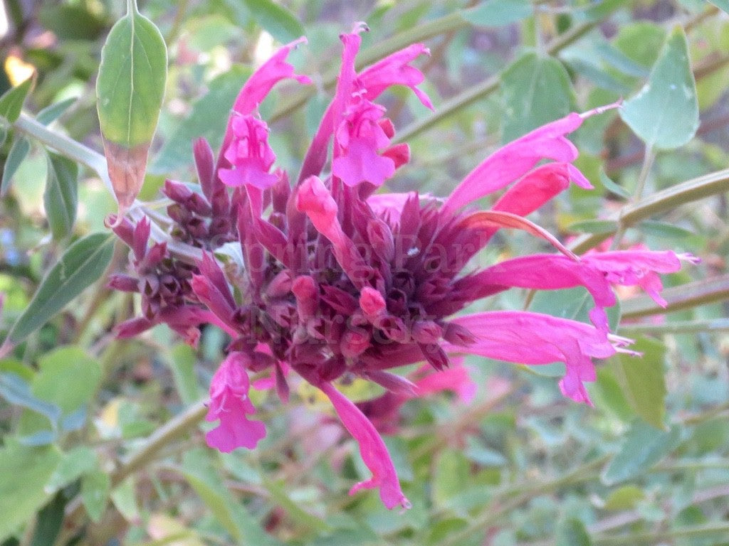 Agastache mexicana [Sz:100 mm]