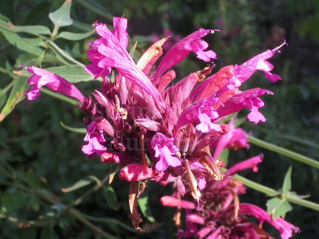 Agastache mexicana [Sz:100 mm]