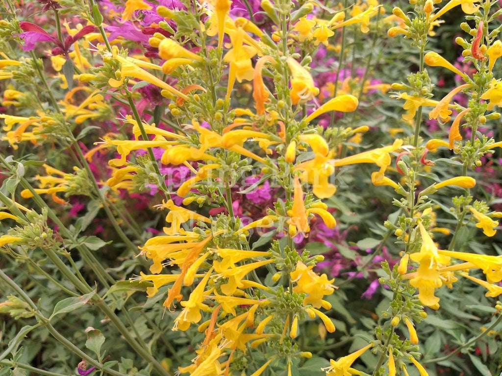 Agastache 'Levi' [Sz:100 mm]