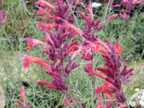 Agastache rupestris 'Apache Sunset' [Sz:100 mm]